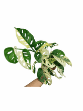 Monstera Adansonii Variegata